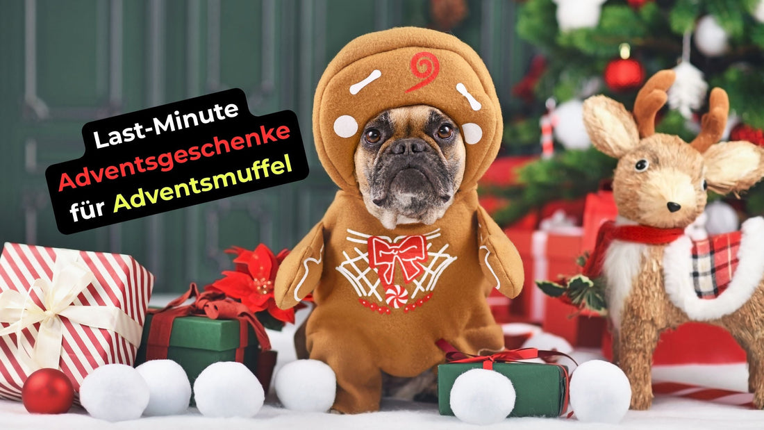 Last-Minute Adventsgeschenke für Adventsmuffel – Bücher, die sogar Zyniker zum Lächeln bringen - Kokopelli Verlag
